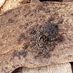 Maratus griseus at Carwoola, NSW - 23 Sep 2023 02:11 PM