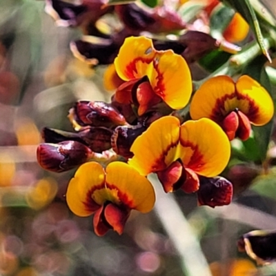 Daviesia ulicifolia subsp. ruscifolia (Broad-leaved Gorse Bitter Pea) at Wanna Wanna Nature Reserve - 23 Sep 2023 by trevorpreston