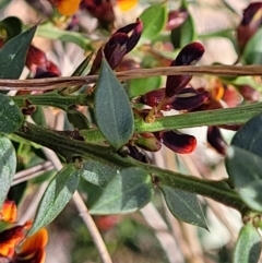 Daviesia ulicifolia subsp. ruscifolia at Carwoola, NSW - 23 Sep 2023