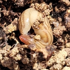 Fletchamia quinquelineata (Five-striped flatworm) at Wanna Wanna Nature Reserve - 23 Sep 2023 by trevorpreston