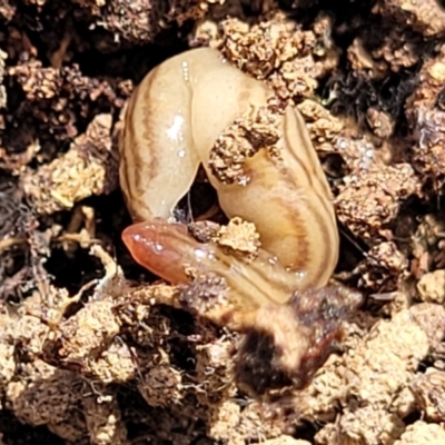 Fletchamia quinquelineata (Five-striped flatworm) at QPRC LGA - 23 Sep 2023 by trevorpreston