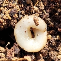 Fletchamia quinquelineata at Carwoola, NSW - 23 Sep 2023