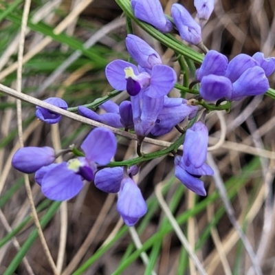 Comesperma volubile (Love Creeper) at QPRC LGA - 23 Sep 2023 by trevorpreston