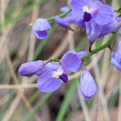 Comesperma volubile at Carwoola, NSW - 23 Sep 2023 02:03 PM