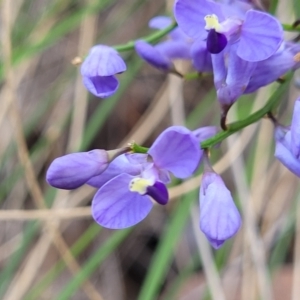 Comesperma volubile at Carwoola, NSW - 23 Sep 2023 02:03 PM