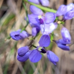 Comesperma volubile at Carwoola, NSW - 23 Sep 2023 02:03 PM