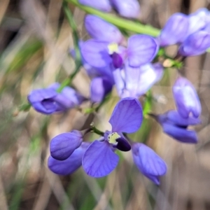 Comesperma volubile at Carwoola, NSW - 23 Sep 2023 02:03 PM