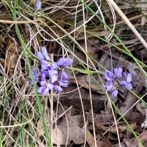 Comesperma volubile at Carwoola, NSW - 23 Sep 2023 02:03 PM