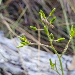 Senecio prenanthoides (Common Forest Fireweed) at Wanna Wanna Nature Reserve - 23 Sep 2023 by trevorpreston