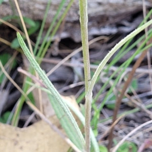 Senecio prenanthoides at Carwoola, NSW - 23 Sep 2023