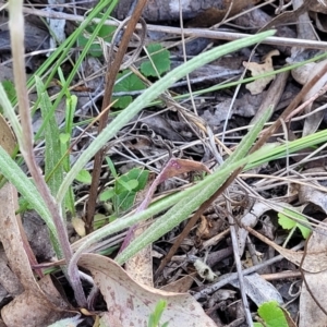 Senecio prenanthoides at Carwoola, NSW - 23 Sep 2023