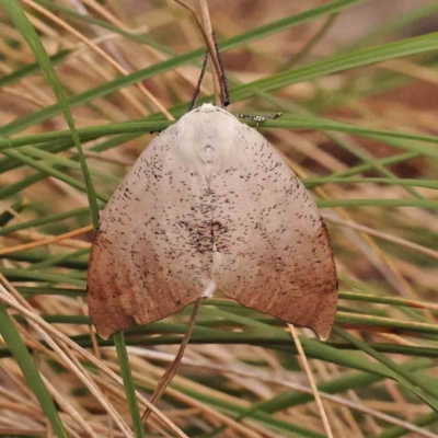 Gastrophora henricaria (Fallen-bark Looper, Beautiful Leaf Moth) at Caladenia Forest, O'Connor - 23 Sep 2023 by ConBoekel