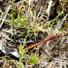 Diplacodes bipunctata (Wandering Percher) at QPRC LGA - 23 Sep 2023 by trevorpreston