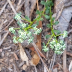 Poranthera microphylla (Small Poranthera) at Carwoola, NSW - 23 Sep 2023 by trevorpreston