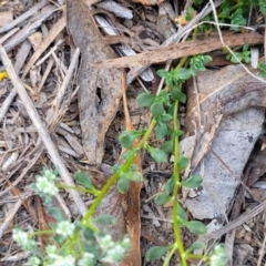 Poranthera microphylla at Carwoola, NSW - 23 Sep 2023