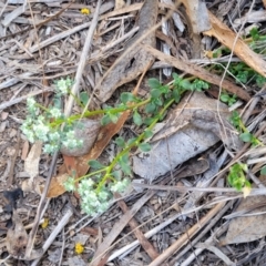 Poranthera microphylla at Carwoola, NSW - 23 Sep 2023 01:51 PM