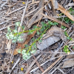 Poranthera microphylla at Carwoola, NSW - 23 Sep 2023