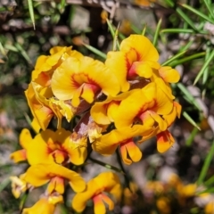 Dillwynia sieberi (Sieber's Parrot Pea) at Carwoola, NSW - 23 Sep 2023 by trevorpreston