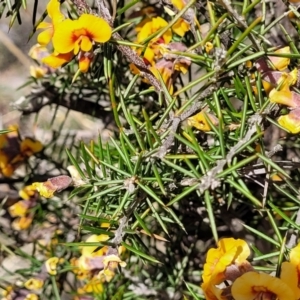 Dillwynia sieberi at Carwoola, NSW - 23 Sep 2023 01:50 PM