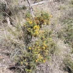 Dillwynia sieberi at Carwoola, NSW - 23 Sep 2023