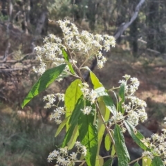 Olearia lirata (Snowy Daisybush) at Isaacs Ridge and Nearby - 23 Sep 2023 by Mike
