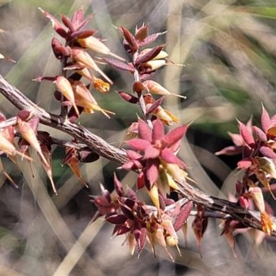 Styphelia fletcheri subsp. brevisepala (Twin Flower Beard-Heath) at Carwoola, NSW - 23 Sep 2023 by trevorpreston