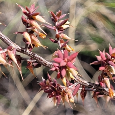 Leucopogon fletcheri subsp. brevisepalus (Twin Flower Beard-Heath) at Carwoola, NSW - 23 Sep 2023 by trevorpreston