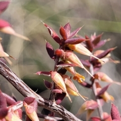 Leucopogon fletcheri subsp. brevisepalus at Carwoola, NSW - 23 Sep 2023