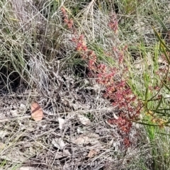 Leucopogon fletcheri subsp. brevisepalus at Carwoola, NSW - 23 Sep 2023