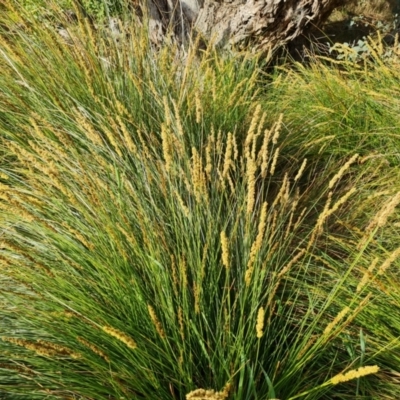 Carex appressa (Tall Sedge) at Isaacs Ridge and Nearby - 23 Sep 2023 by Mike