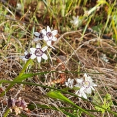 Wurmbea dioica subsp. dioica (Early Nancy) at Isaacs, ACT - 23 Sep 2023 by Mike