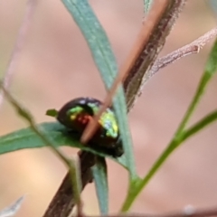 Callidemum hypochalceum (Hop-bush leaf beetle) at Isaacs, ACT - 23 Sep 2023 by Mike