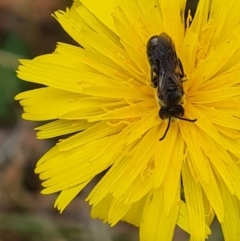 Lasioglossum (Chilalictus) lanarium (Halictid bee) at Isaacs, ACT - 23 Sep 2023 by Mike