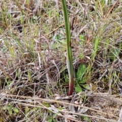 Thelymitra (Genus) (Sun Orchid) at Isaacs, ACT - 23 Sep 2023 by Mike