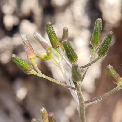 Senecio prenanthoides (Common Forest Fireweed) at Carwoola, NSW - 23 Sep 2023 by trevorpreston