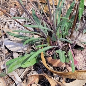 Senecio prenanthoides at Carwoola, NSW - 23 Sep 2023