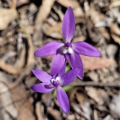 Glossodia major (Wax Lip Orchid) at Carwoola, NSW - 23 Sep 2023 by trevorpreston
