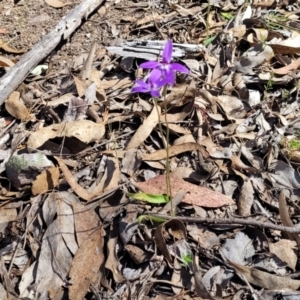 Glossodia major at Carwoola, NSW - 23 Sep 2023