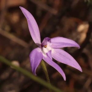 Glossodia major at Acton, ACT - 23 Sep 2023