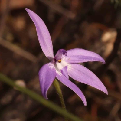 Glossodia major (Wax Lip Orchid) at Caladenia Forest, O'Connor - 23 Sep 2023 by ConBoekel