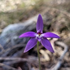 Glossodia major (Wax Lip Orchid) at Wanna Wanna Nature Reserve - 23 Sep 2023 by trevorpreston