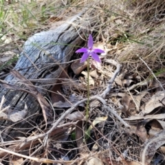 Glossodia major at Carwoola, NSW - 23 Sep 2023