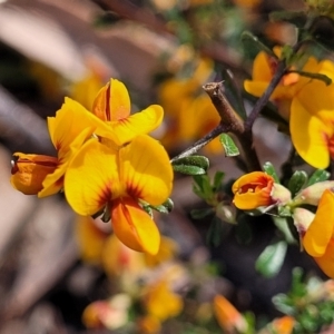 Pultenaea microphylla at Carwoola, NSW - 23 Sep 2023