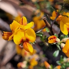 Pultenaea microphylla (Egg and Bacon Pea) at Wanna Wanna Nature Reserve - 23 Sep 2023 by trevorpreston