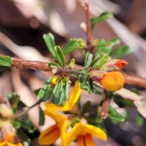 Pultenaea microphylla at Carwoola, NSW - 23 Sep 2023
