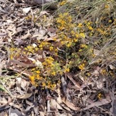 Pultenaea microphylla at Carwoola, NSW - 23 Sep 2023 01:40 PM