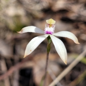 Caladenia ustulata at Carwoola, NSW - suppressed