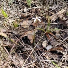 Caladenia ustulata at Carwoola, NSW - suppressed