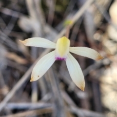 Caladenia ustulata at Carwoola, NSW - suppressed