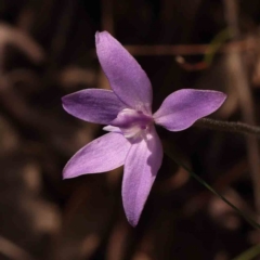 Glossodia major (Wax Lip Orchid) at Caladenia Forest, O'Connor - 23 Sep 2023 by ConBoekel